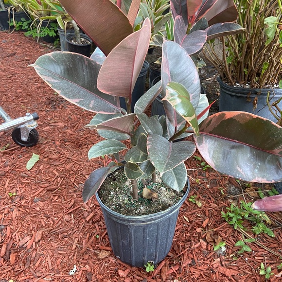 COPY - 🪴🔥Ficus ruby🔥🪴 - Picture 2 of 5